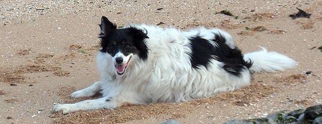 border collie picture quiz image by Challenge the Brain
