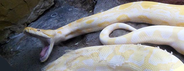 snake picture quiz image by Challenge the Brain