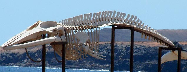 bones picture quiz image by Challenge the Brain