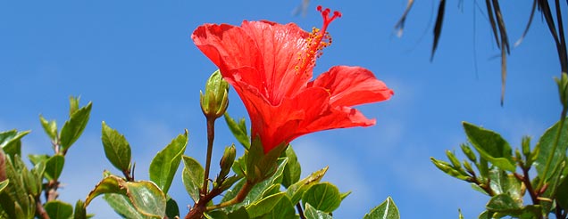 red flower picture quiz image by Challenge the Brain