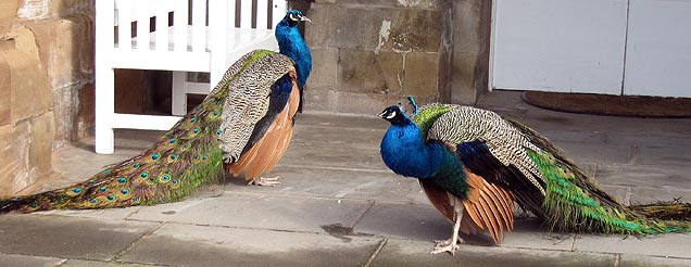 peacock picture quiz image by Challenge the Brain